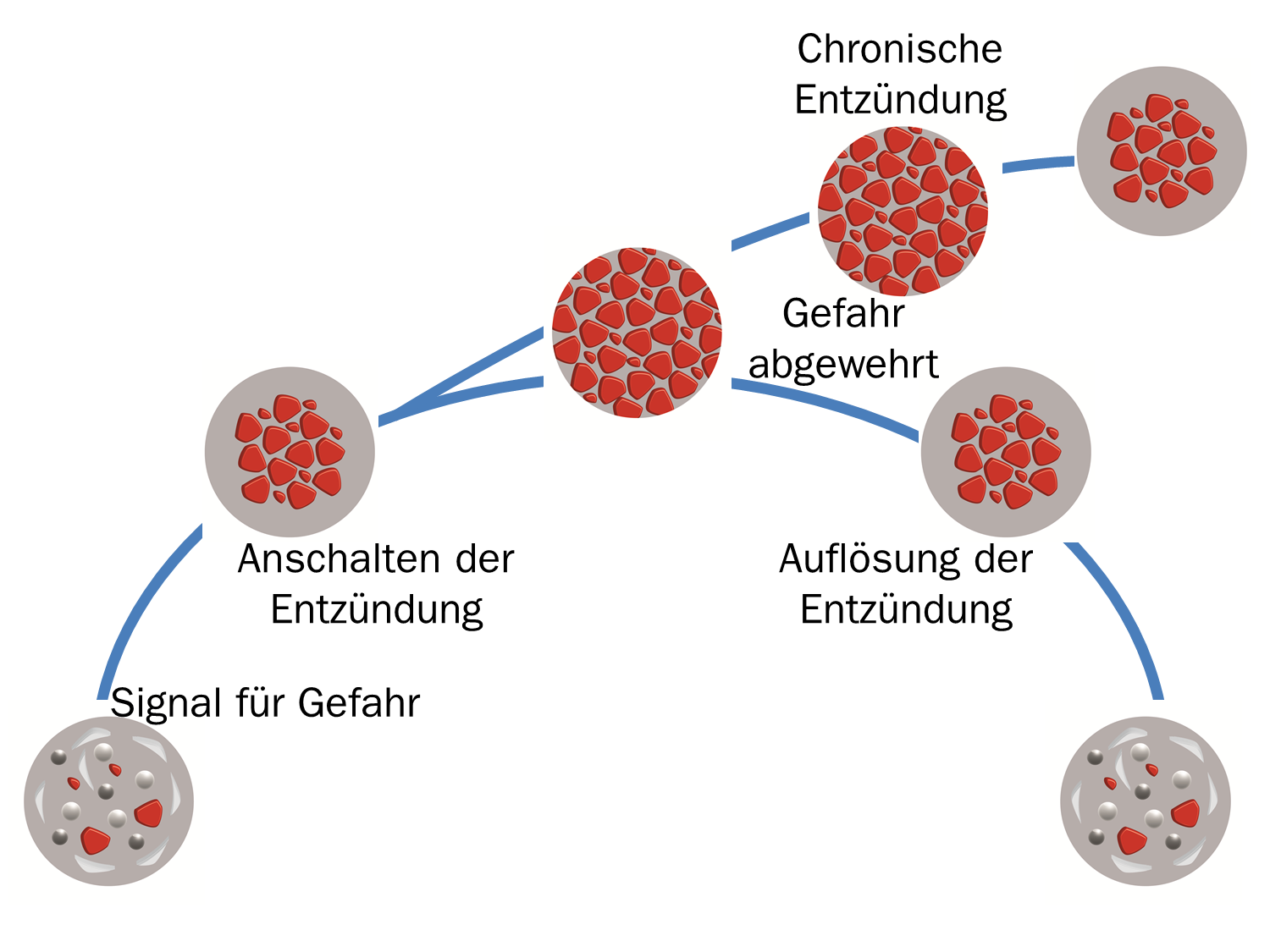 Towards entry "Resolution of chronic inflammatory disease: universal and tissue-specific concepts"