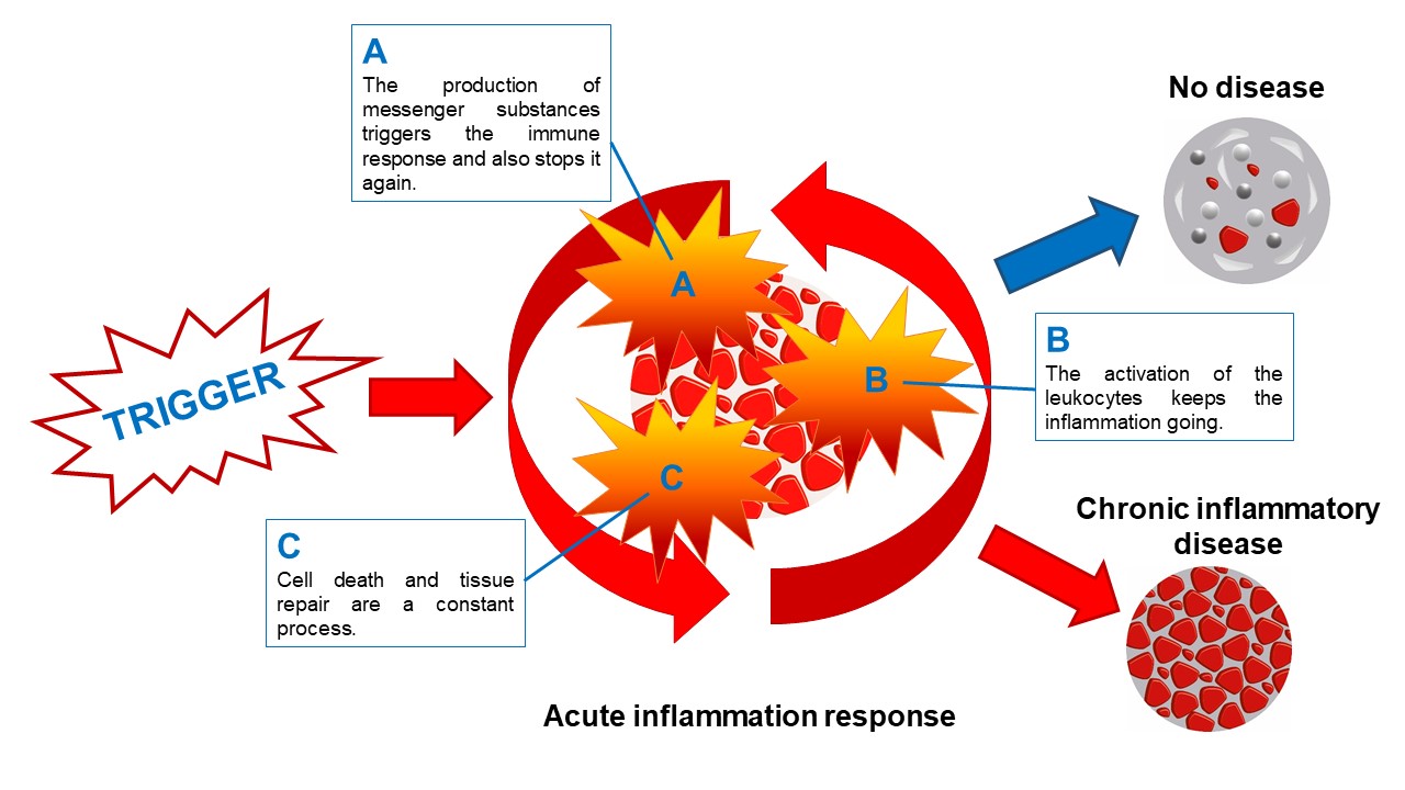 Towards entry "On the trail of inflammation stopp"